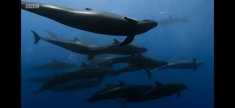 False killer whale (Pseudorca crassidens) as shown in Blue Planet II - One Ocean